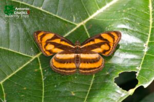 Athyma Reta Female1