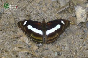 Athyma Zeroca Male