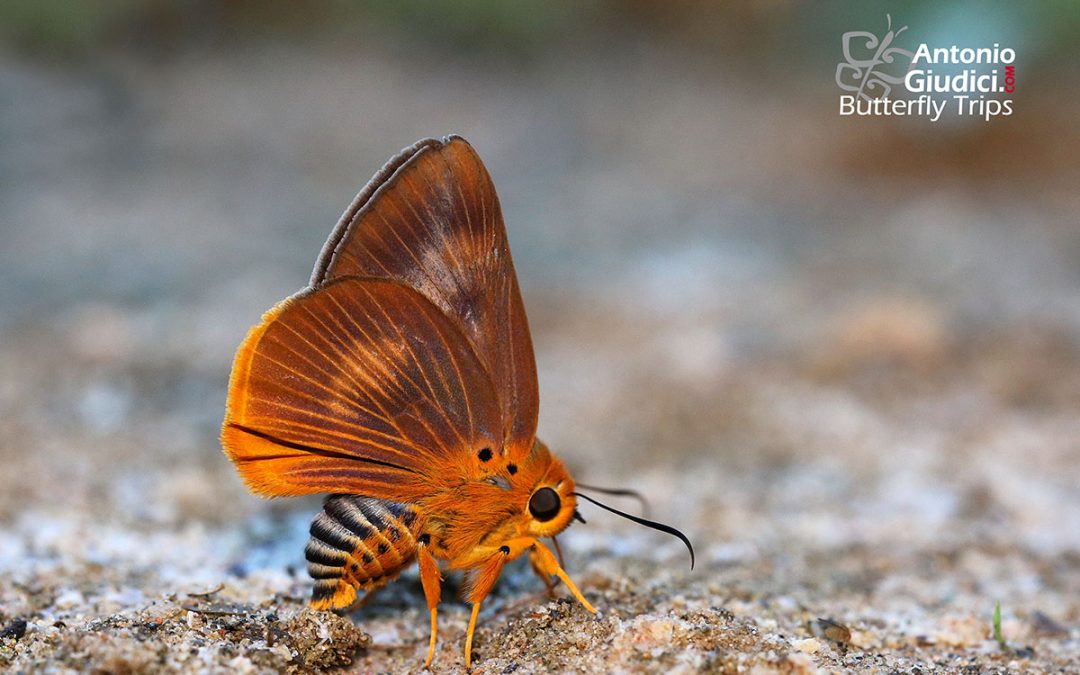 The Common Orange Awletผีเสื้อหน้าเข็มปีกมนส้มธรรมดาBurara harisa