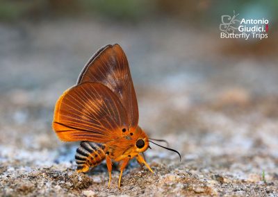 The Common Orange Awletผีเสื้อหน้าเข็มปีกมนส้มธรรมดาBurara harisa