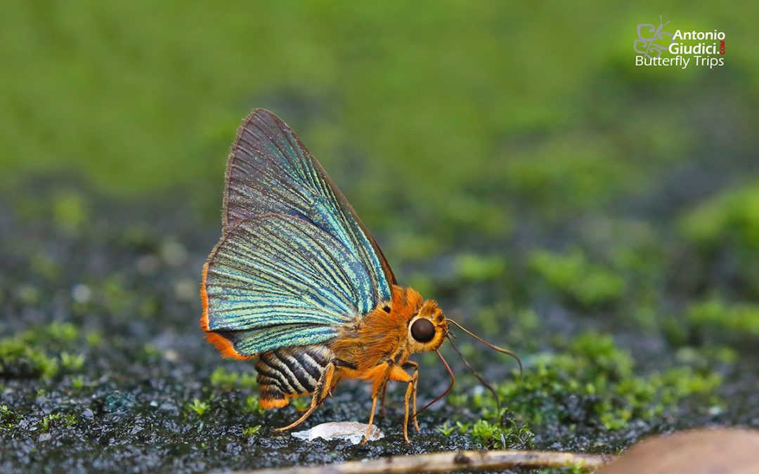 The Orange-tailed Awletผีเสื้อหน้าเข็มปีกมนหางส้มBurara vasutana