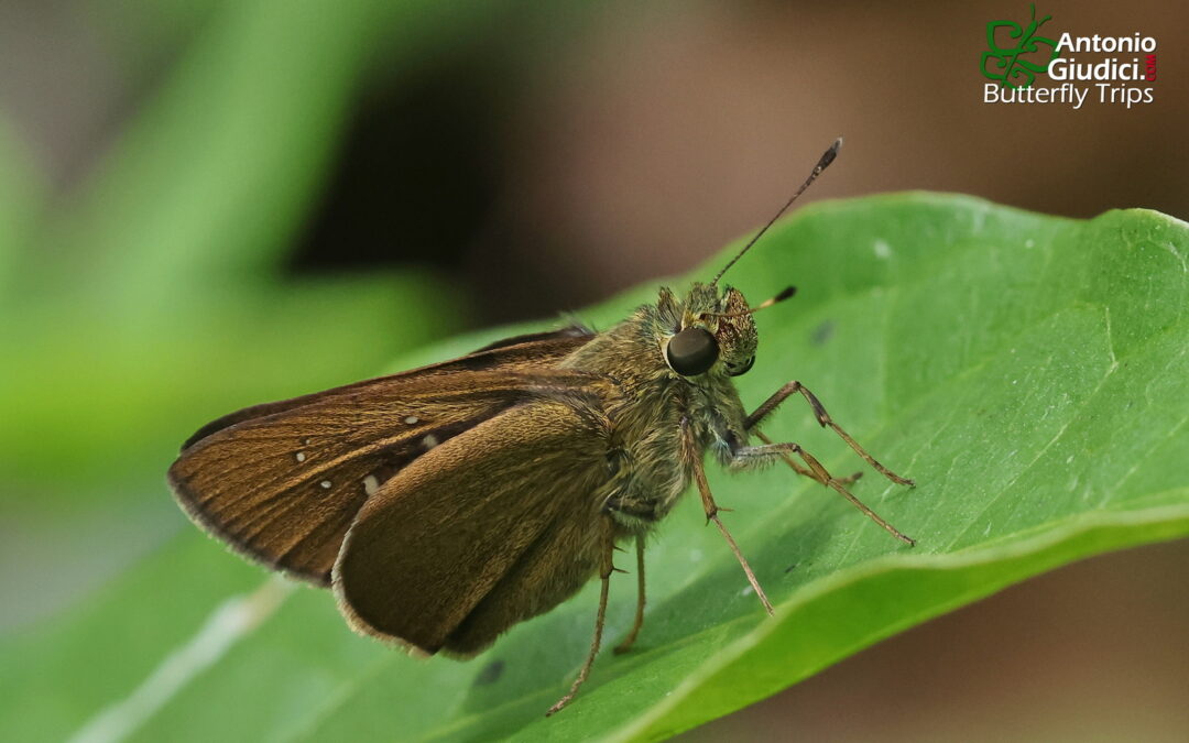 Caltoris tenuis
