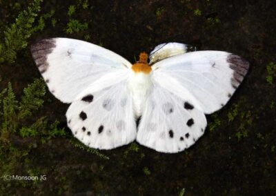 The White Dawnfly ผีเสื้อใกล้รุ่งสีขาว  Capila pieridoides