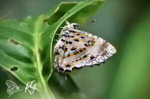 Catapaecilma Elegans River Yeong 01