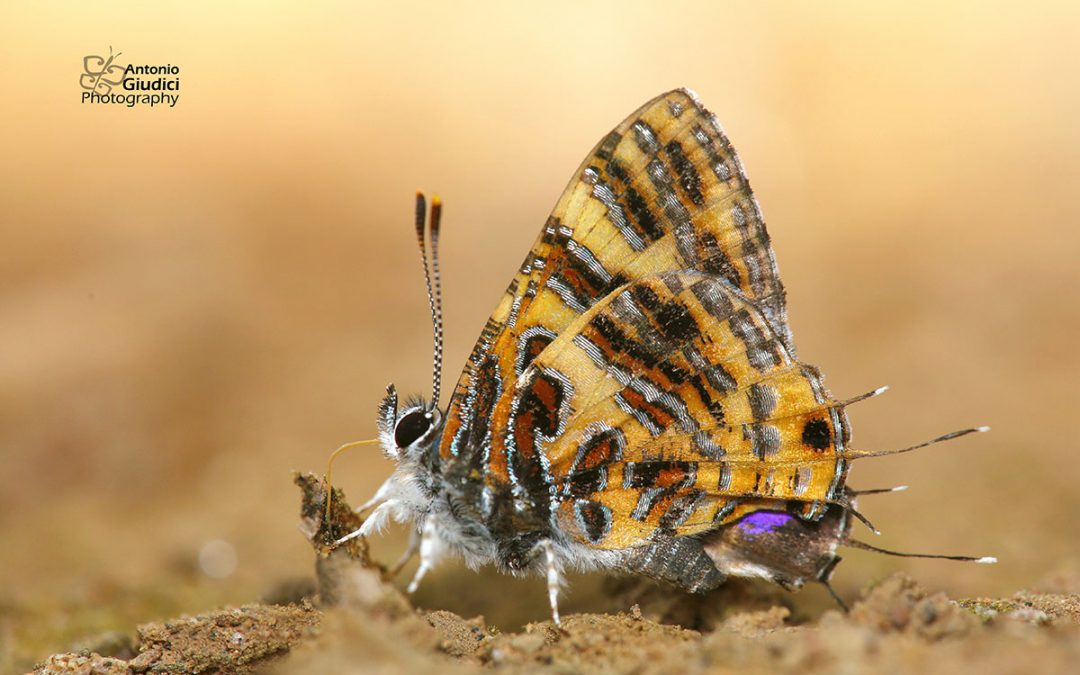 The Yellow Tinsel ผีเสื้อแวววาวc Catapaecilma subochrea