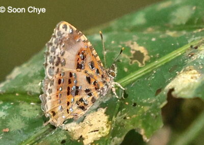 Catapaecilma elegans