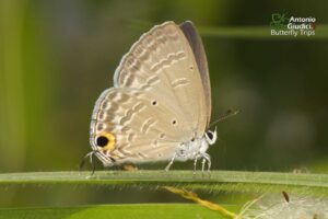 Catochrysops Strabo