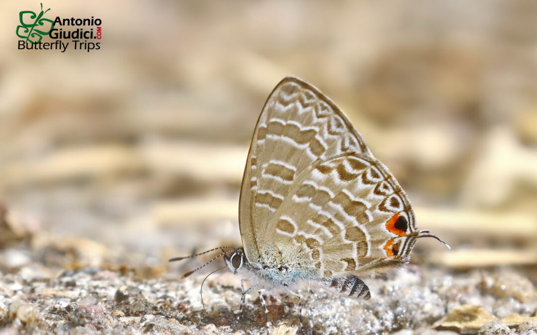 The Felder’s Lineblueผีเสื้อฟ้าเฟลเดอร์Catopyrops ancyra