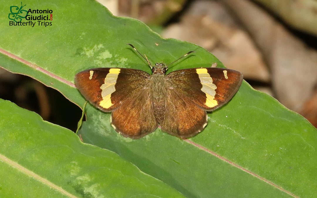 n/a n/a Celaenorrhinus affinis