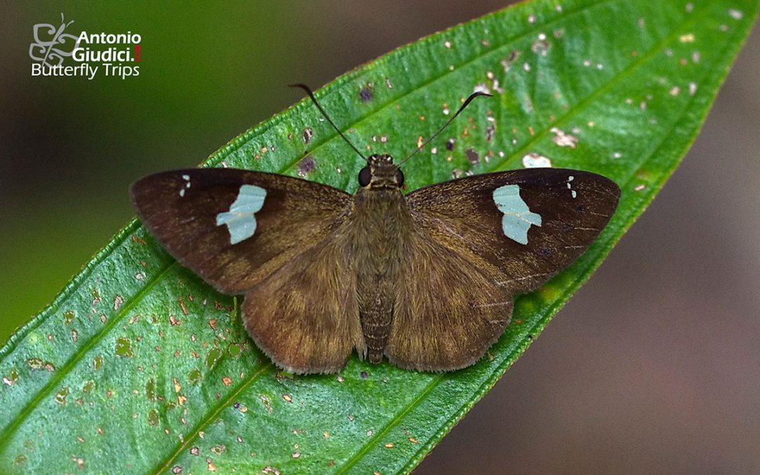 The White-banded Flat ผีเสื้อปีกราบแถบขาว Celaenorrhinus asmara