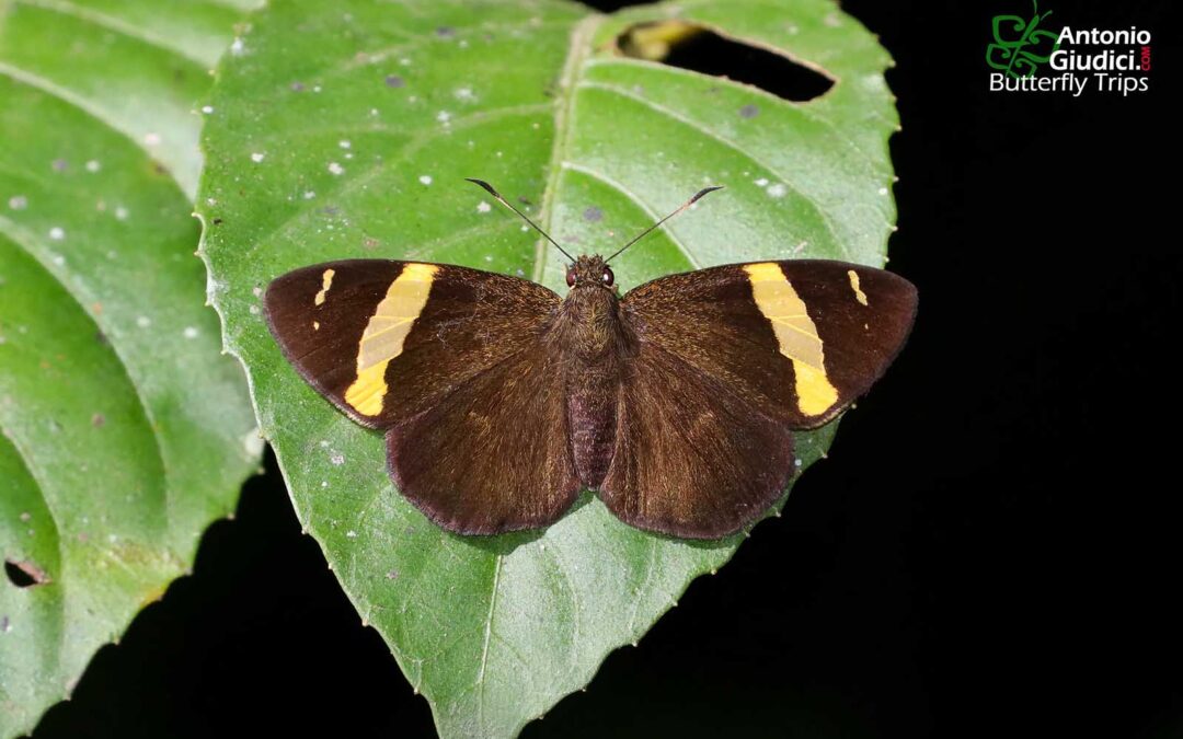 The Dark Yellow-banded Flat ผีเสื้อปีกราบแถบทองสีคล้ำ Celaenorrhinus aurivittatus