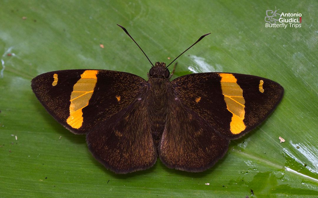 The Southern Banded Flat n/a Celaenorrhinus cameroni