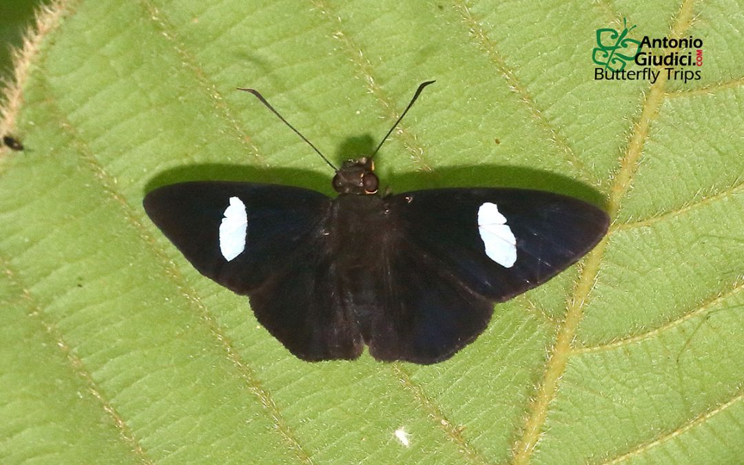 The Velvet Flat ผีเสื้อปีกราบกำมะหยี่ Celaenorrhinus ficulnea