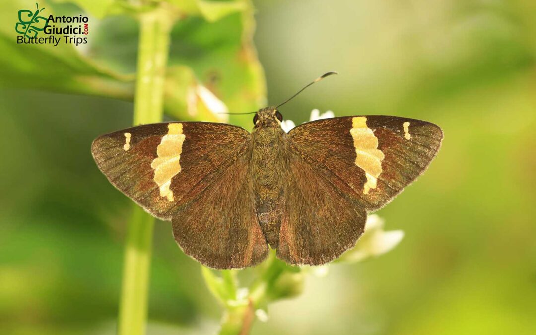 The Unequal Banded Flat ผีเสื้อปีกราบแถบทองหยัก Celaenorrhinus inaequalis