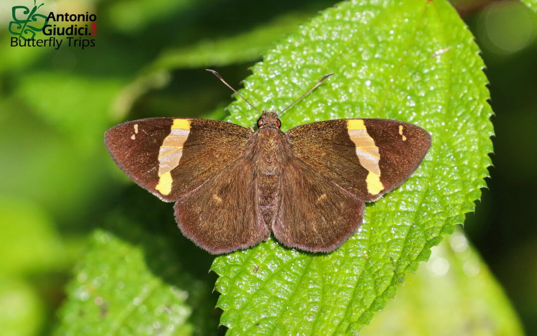 The Vietnamese Banded Flat n/a Celaenorrhinus vietnamicus