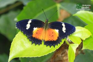 Cethosa Hypsea Female