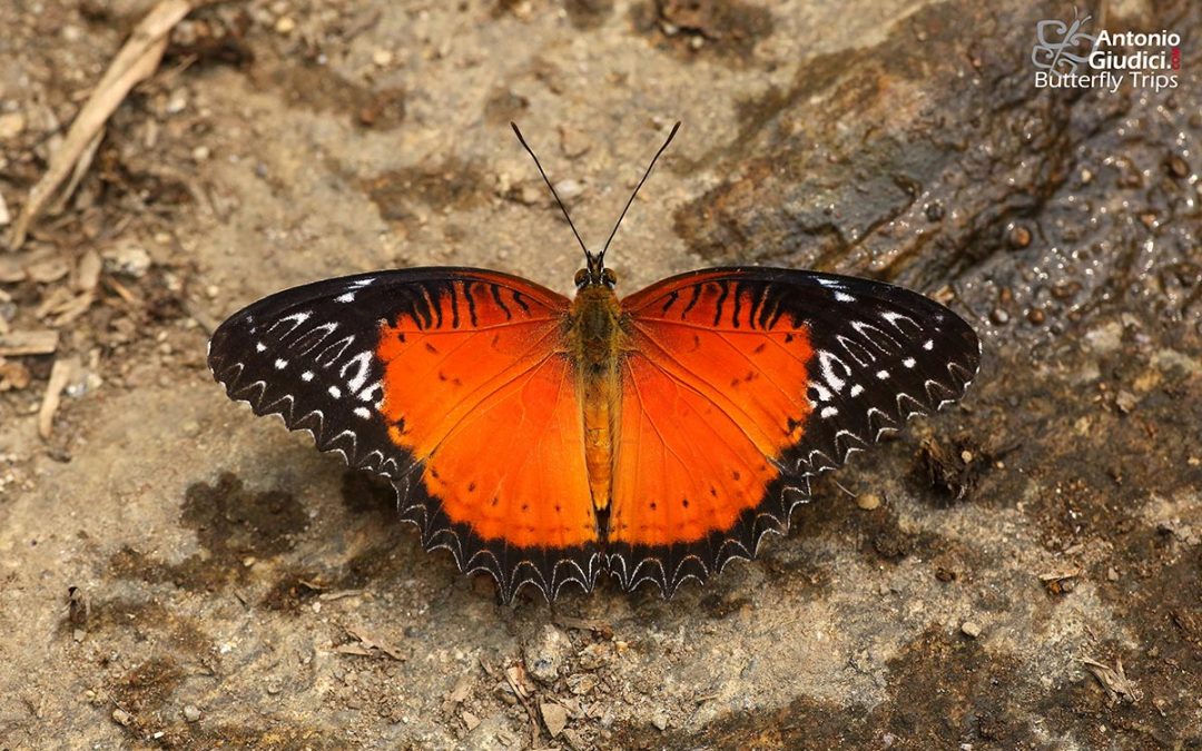 The Red Lacewingผีเสื้อกะทกรกแดงCethosia biblis