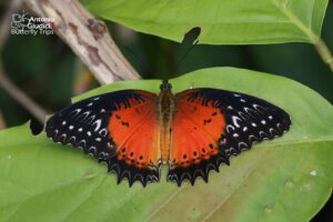 Cethosia Biblis Perakana