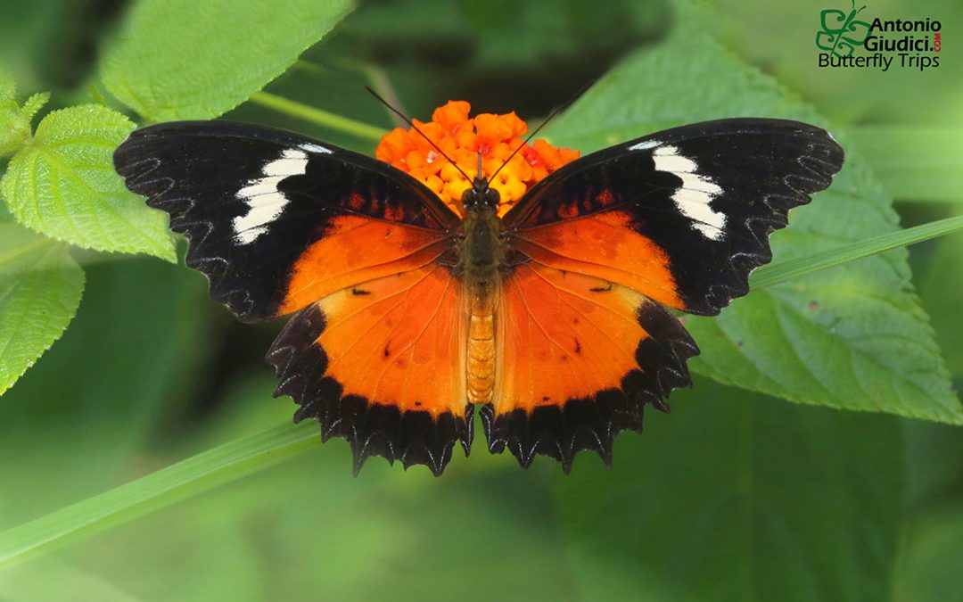 The Malay Lacewingผีเสื้อกะทกรกมลายูCethosia hypsea