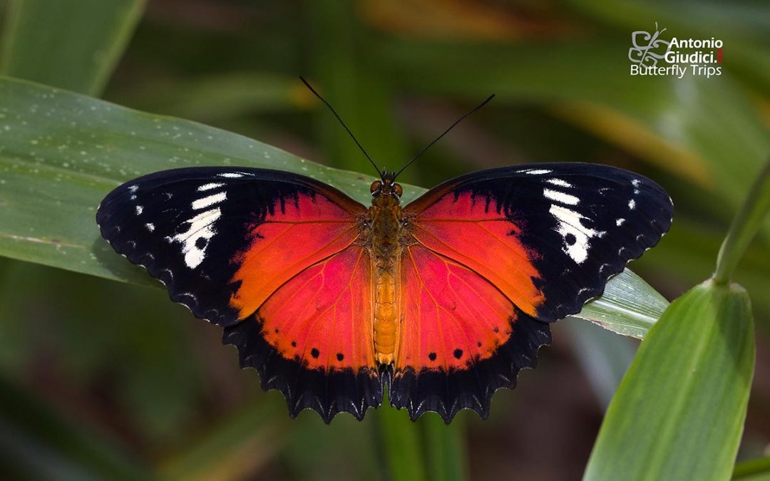 The Orange Lacewingผีเสื้อกะทกรกเข้มCethosia methypsea