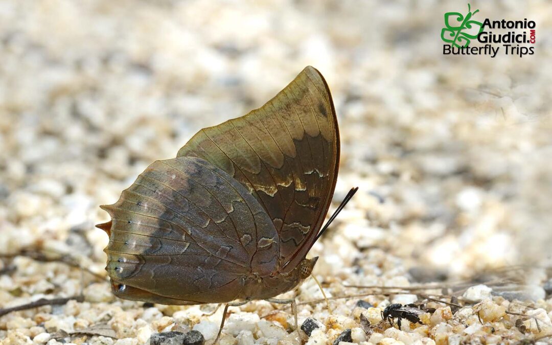 The White Banded Rajahผีเสื้อม้าแดงแถบขาวCharaxes borneensis