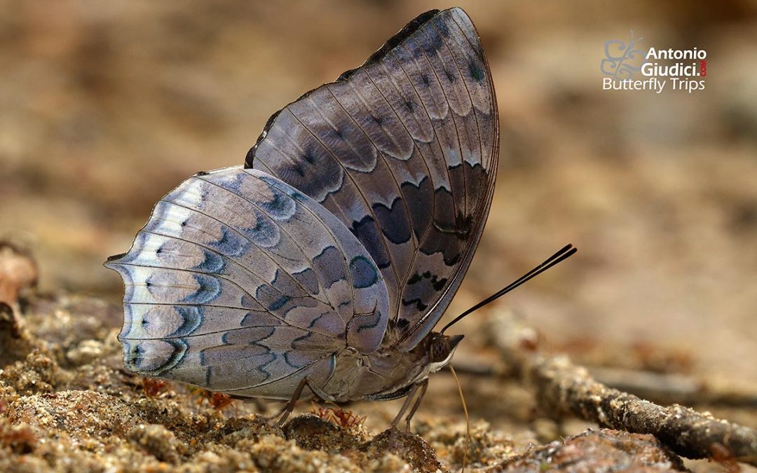 The Chestnut Rajahผีเสื้อม้าแดงสีโตนดCharaxes durnfordi