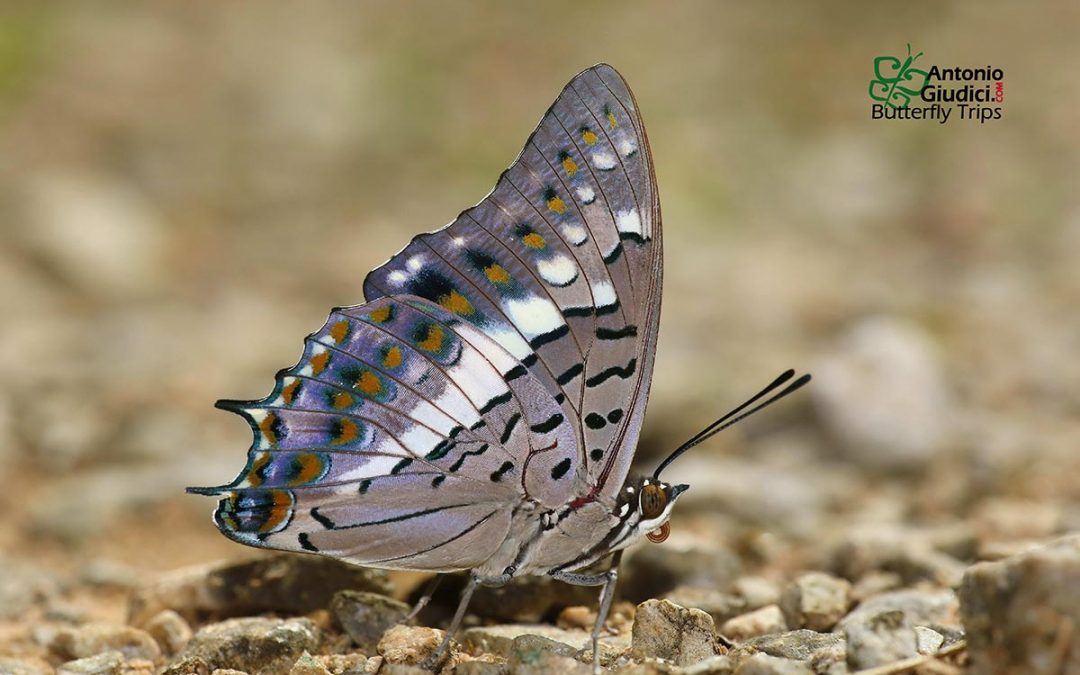 The Black Rajahผีเสื้อราชาดำCharaxes solon