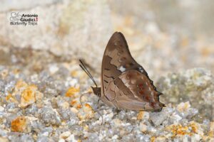 Charaxes Solon Echo (2)