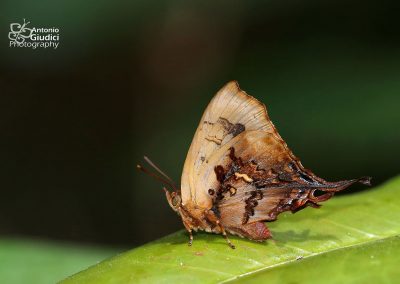 The Truncate Imperial ผีเสื้อม่วงปีกตัด Cheritrella truncipennis