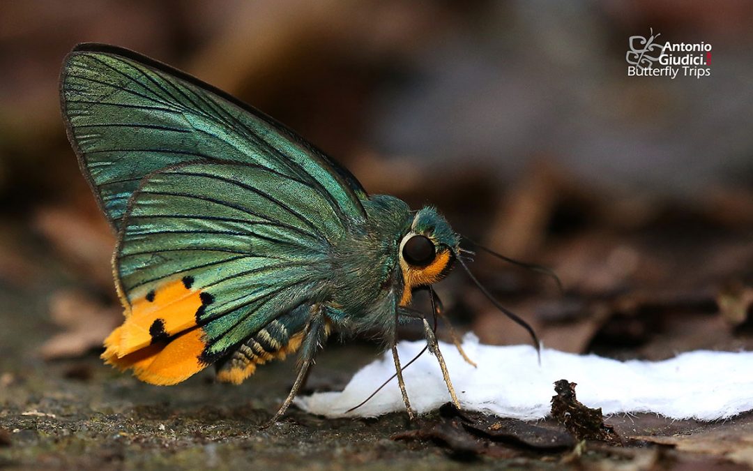 The Yellow-tailed Awlking  ผีเสื้อหน้าเข็มยักษ์หางเหลือง Choaspes stigmatus