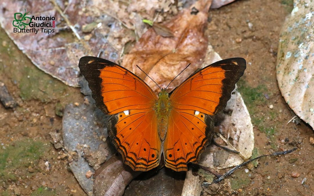 The Malay Yeomanผีเสื้อสีอิฐมลายูCirrochroa emalea