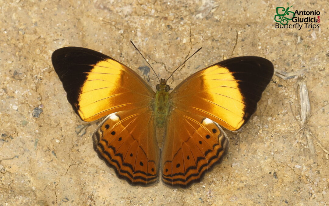 Cirrochroa orissa