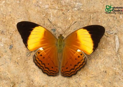 Cirrochroa orissa