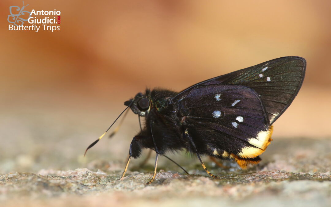 Creteus cyrina