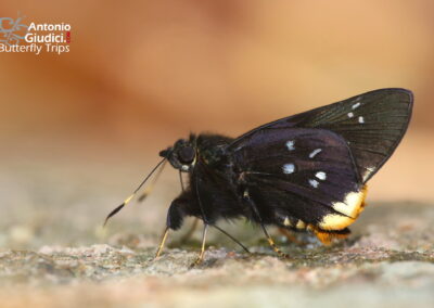 Creteus cyrina
