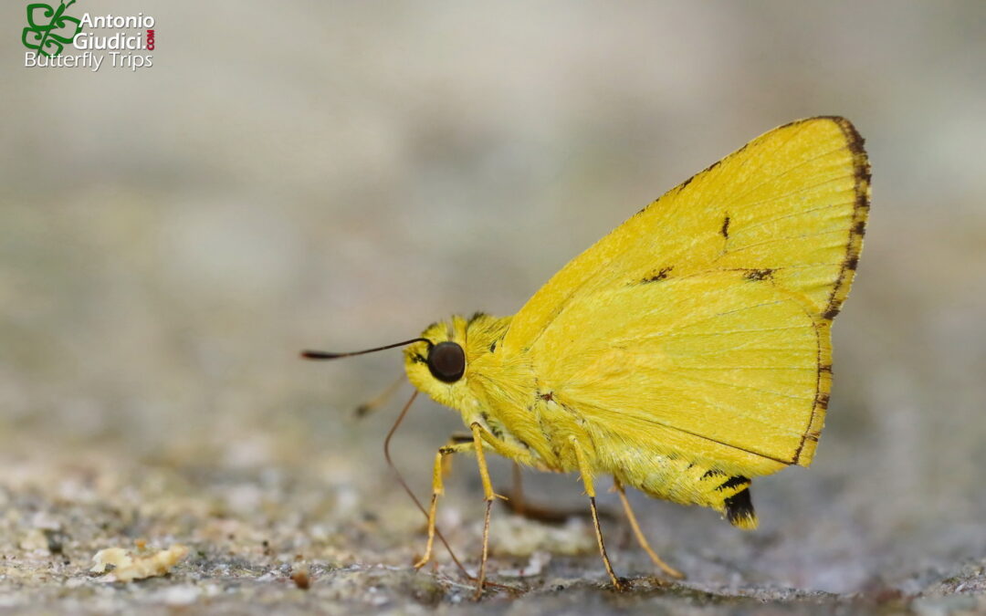 Cupitha purreea