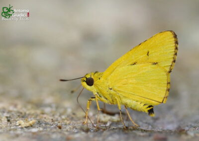 Cupitha purreea