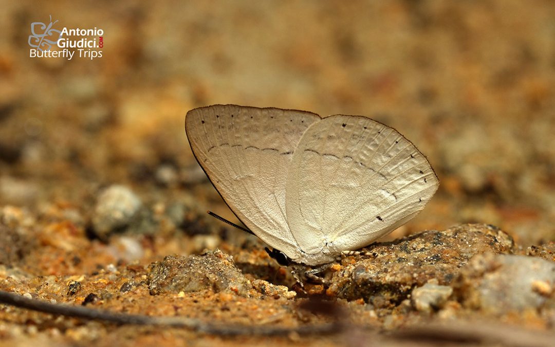 The Narrow-banded Sunbeamผีเสื้อสีหมากสุกลายเส้นCuretis insularis