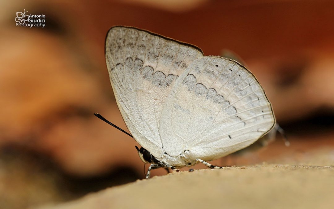 The Regular Sunbeamผีเสื้อสีหมากสุกลายโค้งCuretis regula