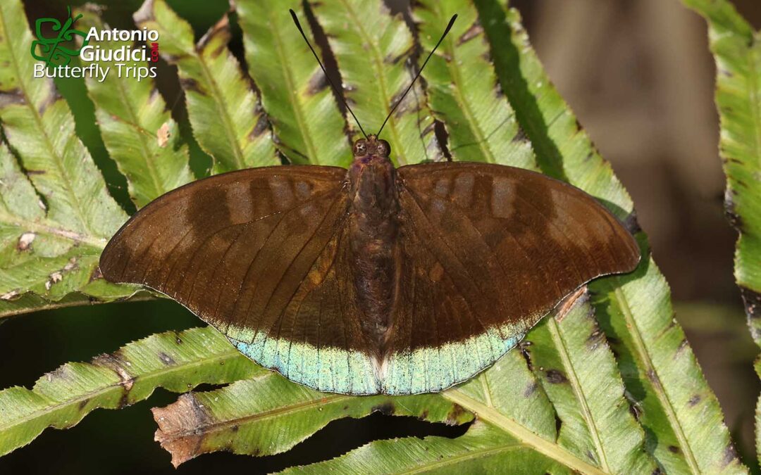 The Indian Blue Baronผีเสื้อบารอนฟ้าอินเดียCynitia telchinia