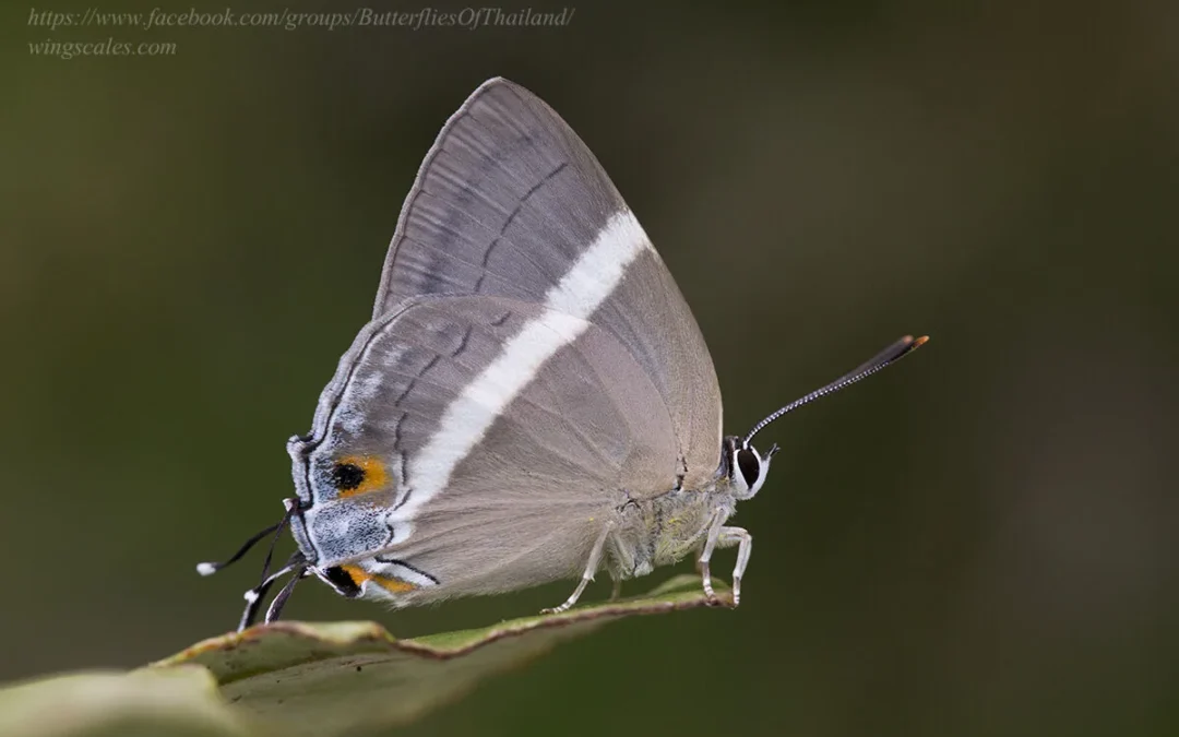 Dacalana cotys