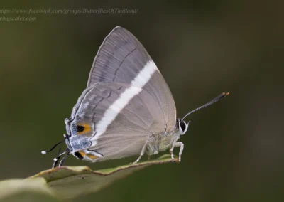 Dacalana cotys