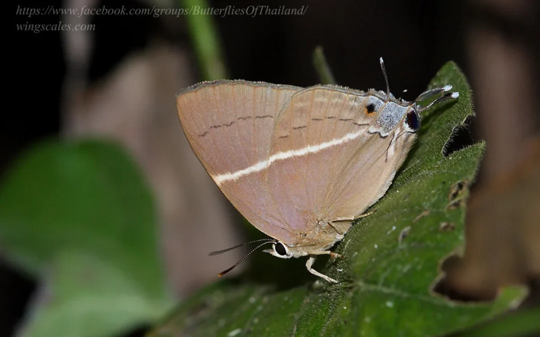 Dacalana penicilligera