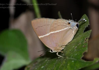 Dacalana penicilligera