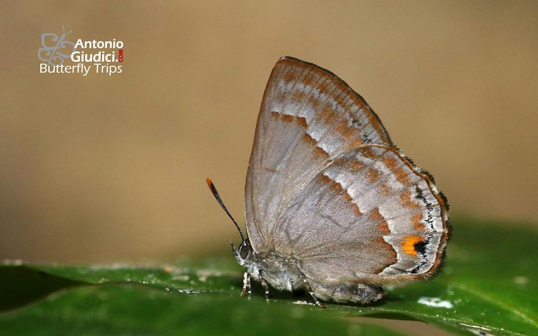 The Orange-crowned Bluejohnผีเสื้อไพลินมงกุฏส้มDeramas nolens