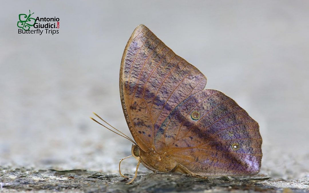 The Common Dufferผีเสื้อไผ่ลายธรรมดาDiscophora sondaica