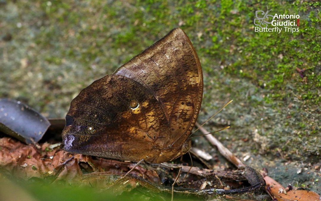 The Great Dufferผีเสื้อไผ่ลายใหญ่Discophora timora