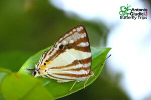 Dodona Deodata Anu Female