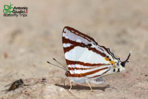 Dodona Deodata Female