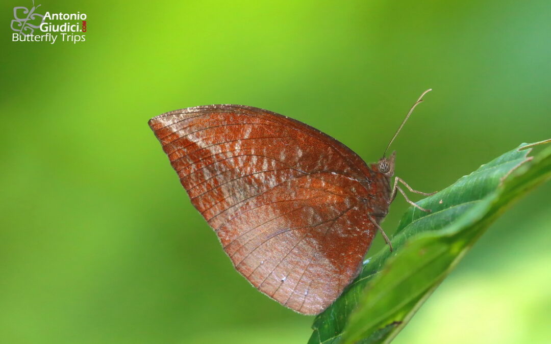 The Pointed Palmflyผีเสื้อหนอนมะพร้าวปีกแหลมElymnias penanga